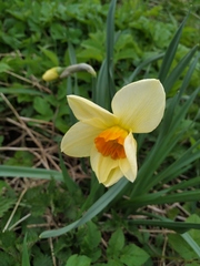Narcissus × incomparabilis