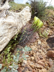 Echinomastus johnsonii lutescens