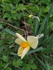 Narcissus × incomparabilis