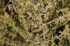 Aspalathus sceptrum-aureum