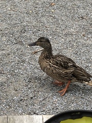 Anas platyrhynchos