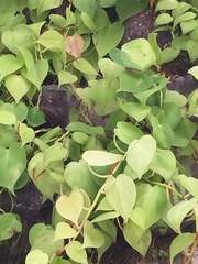 Philodendron hederaceum hederaceum