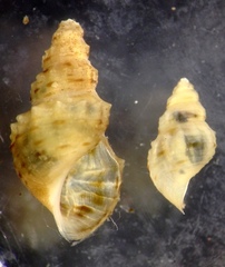Plotiopsis balonnensis