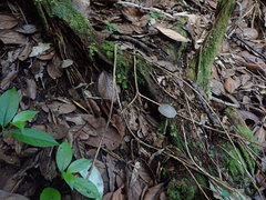 Entoloma latericolor