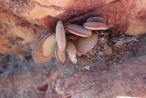 Image of Adromischus maculatus by no rights reserved