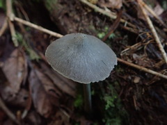 Entoloma latericolor