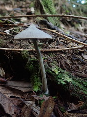 Entoloma latericolor