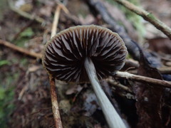 Entoloma latericolor