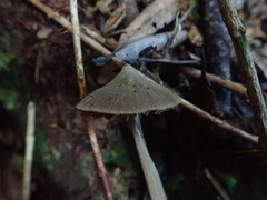 Entoloma latericolor