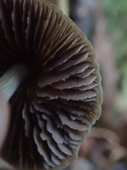 Entoloma latericolor