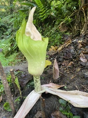 Amorphophallus prainii