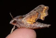 Temnora pylas