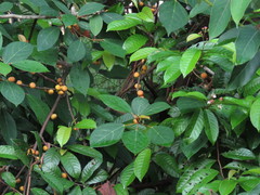 Ficus ampelos