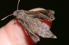 Temnora pylas