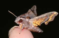Temnora pylas