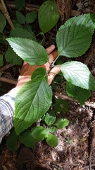 Plectranthus ecklonii