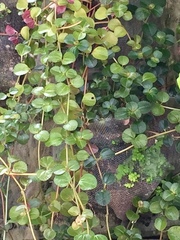 Pilea depressa