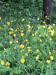 Ranunculus repens