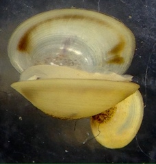 Corbicula australis