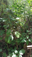 Plectranthus ecklonii