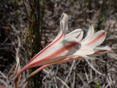 Cyrtanthus loddigesianus