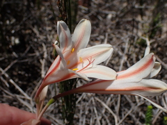 Cyrtanthus loddigesianus