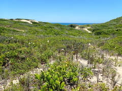 Cyrtanthus loddigesianus