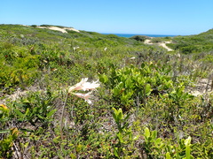 Cyrtanthus loddigesianus