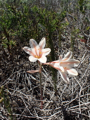 Cyrtanthus loddigesianus