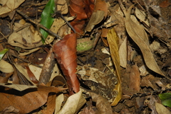 Duttaphrynus parietalis