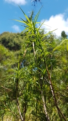 Dracophyllum sinclairii