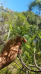 Dracophyllum sinclairii