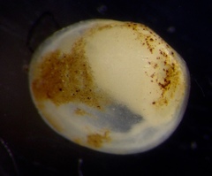 Sphaerium tasmanicum