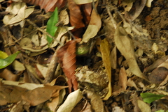 Duttaphrynus parietalis