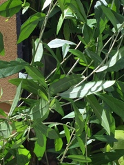 Tarlmounia elliptica