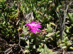 Ruschia neovirens