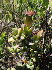 Ruschia neovirens