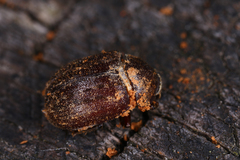 Aesalus scarabaeoides