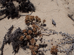 Helichrysum litorale