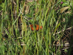 Melitaea didyma