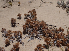 Helichrysum litorale