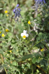 Viola kitaibeliana