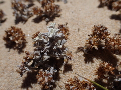 Helichrysum litorale