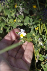 Viola kitaibeliana