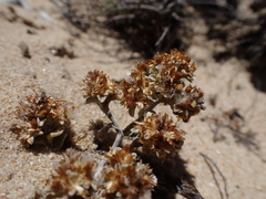 Helichrysum litorale
