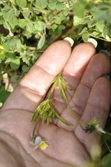 Viola kitaibeliana