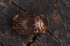 Aesalus scarabaeoides