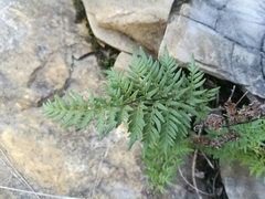 Myriopteris cucullans