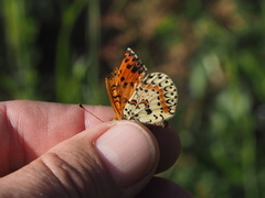 Melitaea didyma