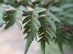 Myriopteris cucullans